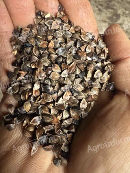 Tisztított hajdina eladó