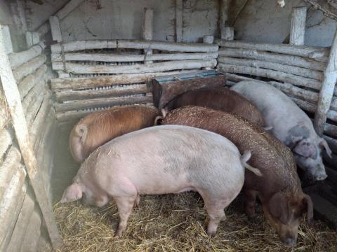 Eladó hízók Eladó hízók