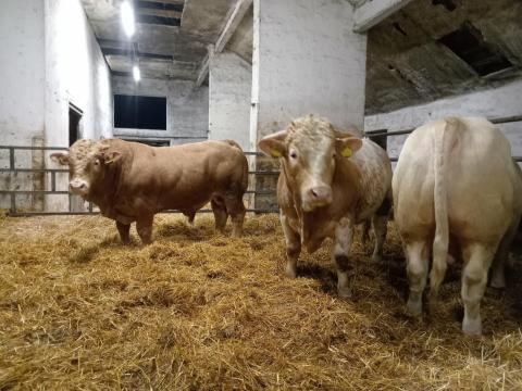 6 db hízó bika eladó 6 db hízó bika eladó