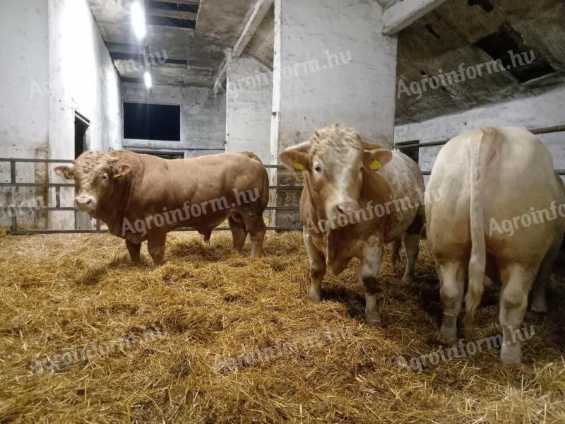 6 db hízó bika eladó