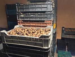 Milotai M10 héjas dió eladó, idei termés