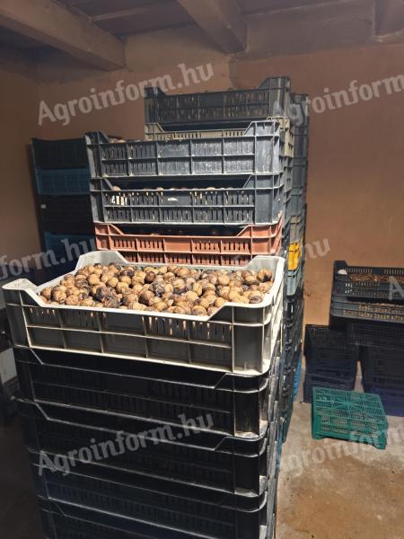 Milotai M10 héjas dió eladó, idei termés