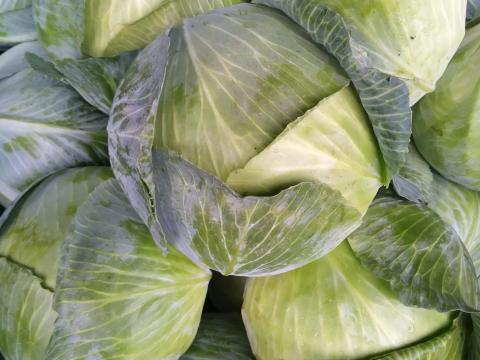 Fejes és lila káposzta eladó