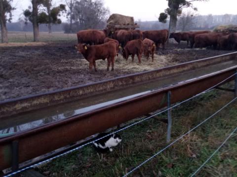 3db vörös angus bikaborjú eladó 3db vörös angus bikaborjú eladó