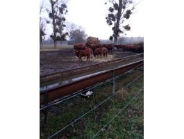 3db vörös angus bikaborjú eladó