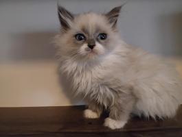Ragdoll macska eladó
