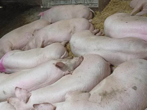 Hízók eladók Kenderesen Hízók eladók Kenderesen