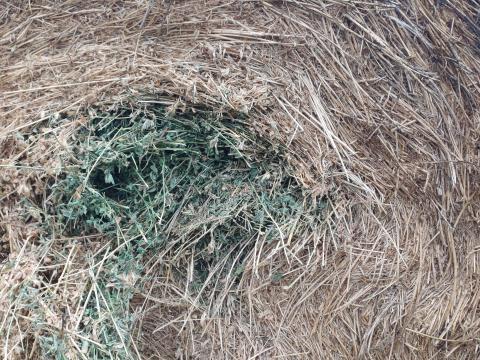 Lucerna körbála eladó