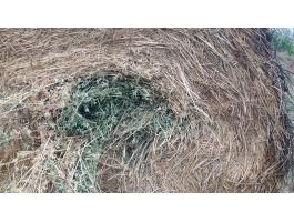 Lucerna körbála eladó