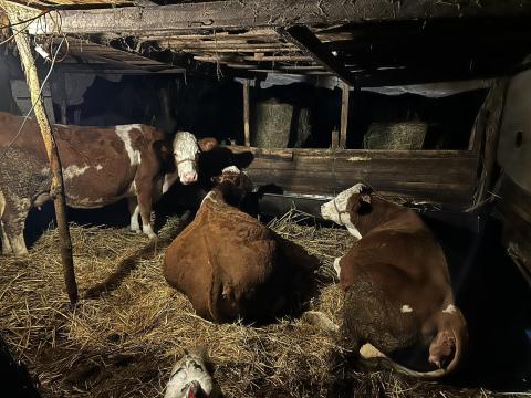 Vemhes és fejős szarvasmarha eladó Jakabszálláson Vemhes és fejős szarvasmarha eladó Jakabszálláson
