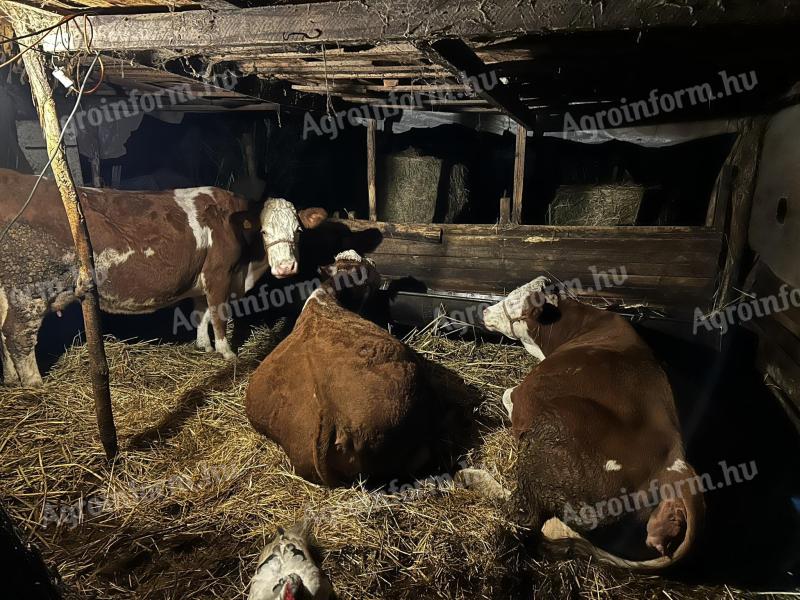 Vemhes és fejős szarvasmarha eladó Jakabszálláson