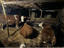 Vemhes és fejős szarvasmarha eladó Jakabszálláson