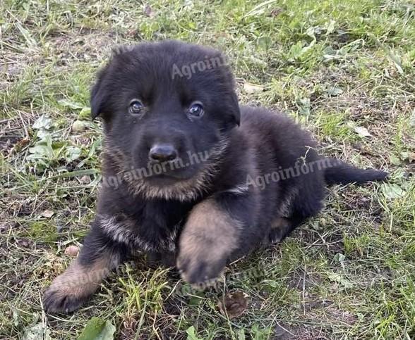 Német juhász fajtajellegű kölykök gazdát keresnek