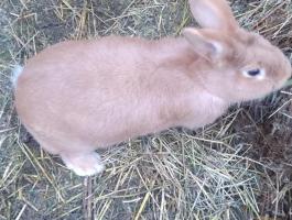 Burgundi nyúl származási lappal, tetoválva