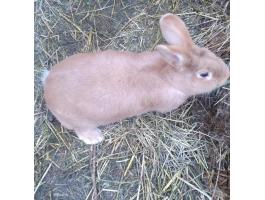 Burgundi nyúl származási lappal, tetoválva