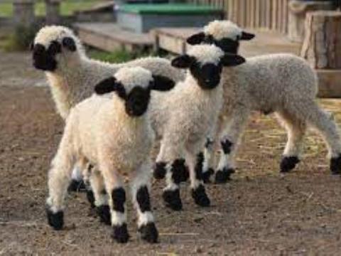 Wallisi juh és bárányok Wallisi juh és bárányok