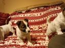 Jack russel terrier fajtajellegű kiskutyák