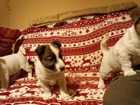 Jack russel terrier fajtajellegű kiskutyák Jack russel terrier fajtajellegű kiskutyák