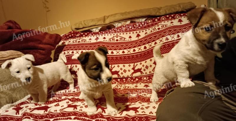 Jack russel terrier fajtajellegű kiskutyák