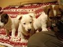 Jack russel terrier fajtajellegű kiskutyák
