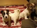 Jack russel terrier fajtajellegű kiskutyák
