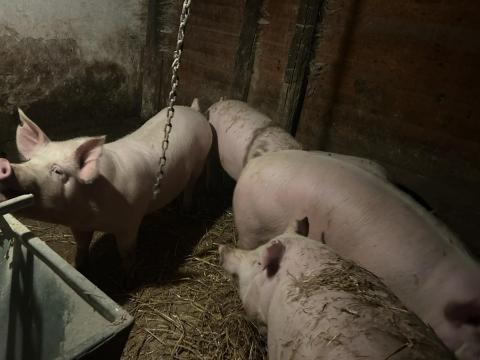 Hízók eladók Hízók eladók