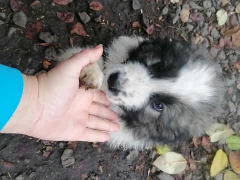 Kaukázusi juhászkutya Kaukázusi juhászkutya