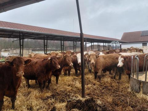 39 db vágó üsző eladó 39 db vágó üsző eladó