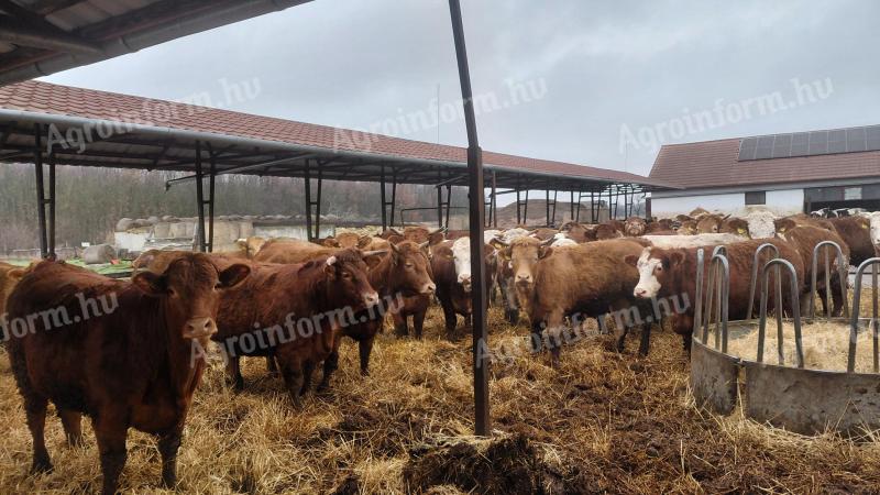 39 db vágó üsző eladó