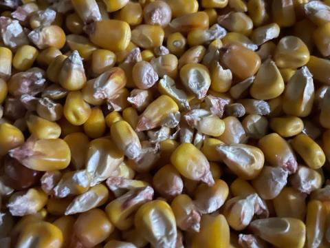 Kukorica Kukorica