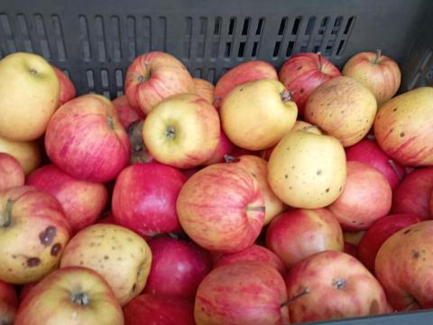 Cefre alma eladó Cefre alma eladó