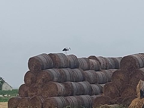 Búza szalma Búza szalma