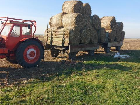 Kukorica szár Kukorica szár