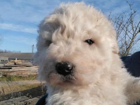 Komondor fajtajellegű kan kiskutya