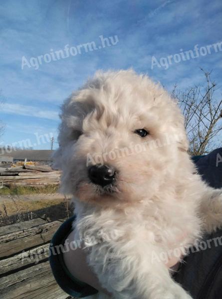 Komondor fajtajellegű kan kiskutya