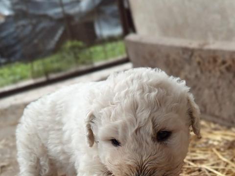 Komondor fajtajellegű kiskutyák – 3 kislány és 1 kisfiú