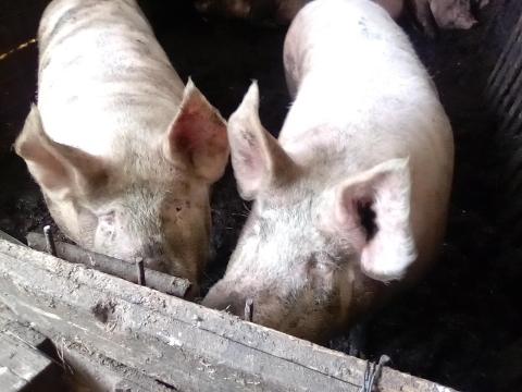 Hízó eladó Hízó eladó