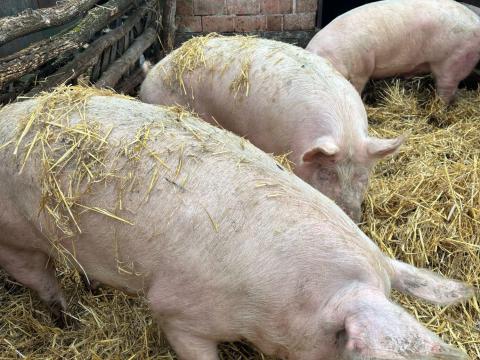 Hízó sertés Hízó sertés