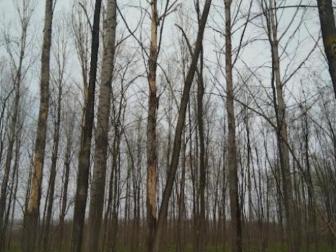 Akácerdő eladó Akácerdő eladó