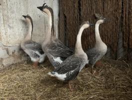 Eladó bütykös liba