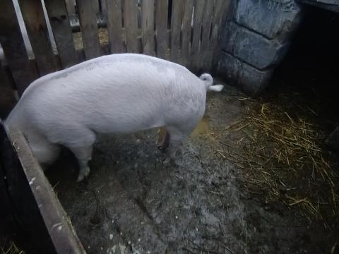 Eladó kocák fülszámmal, táp jár hozzájuk