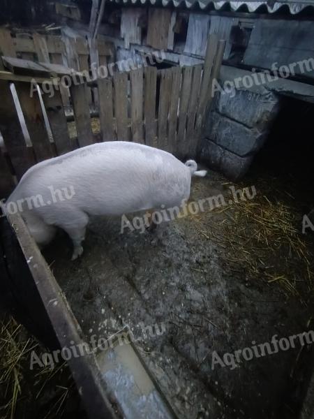 Eladó kocák fülszámmal, táp jár hozzájuk