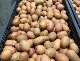 Red Scarlet vetőburgonya