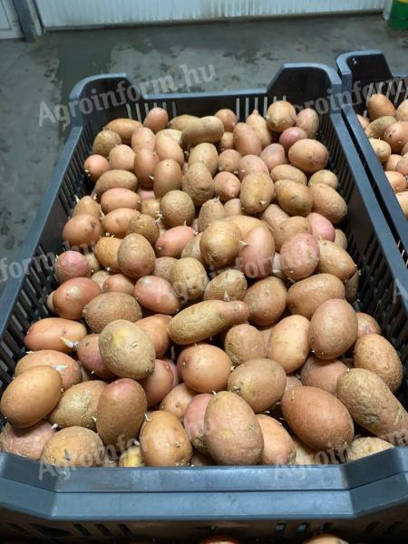 Red Scarlet vetőburgonya