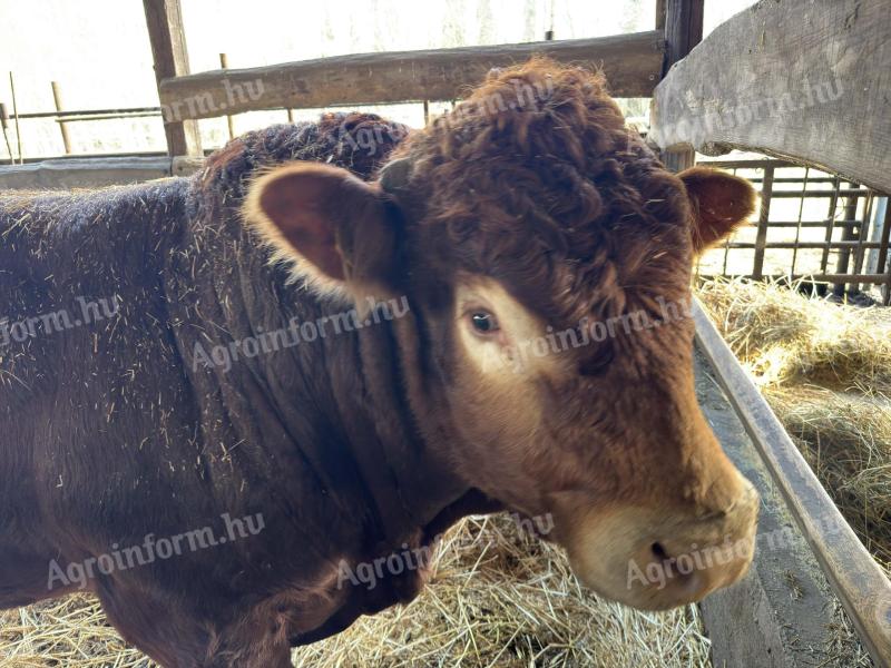Limousin bika eladó