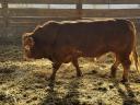 Limousin bika eladó