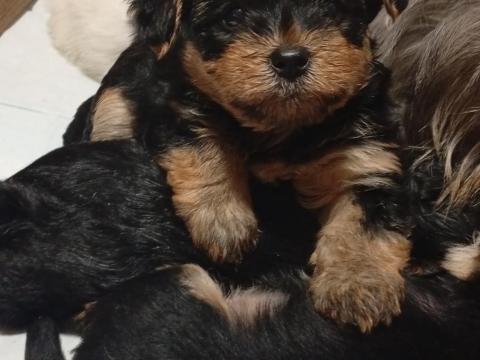 Yorkshire terrier fajta jellegű kiskutyák szerető otthont keresnek