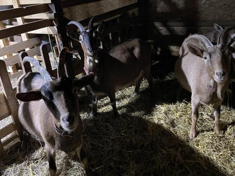 Eladó vemhes és nem vemhes kecskék alpesi-parlagi keverékből