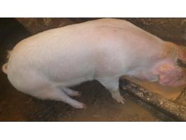 Eladó két szép hízó sertés