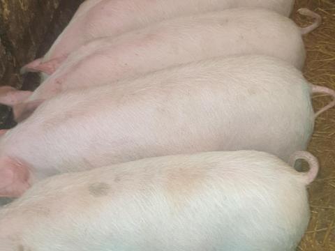 Eladó 4 db, 30 kg súlyú malac